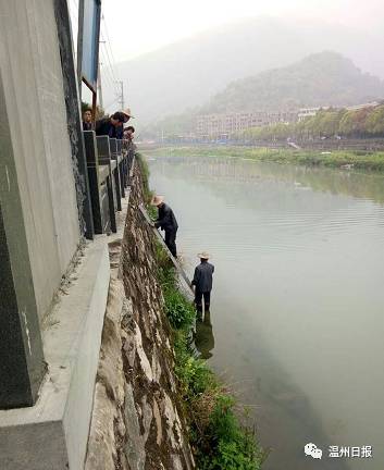 平阳麻步有多少人口_人口普查(2)