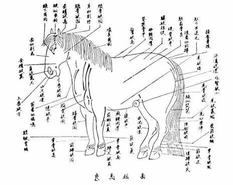 则有蒙古族传统的口传骏马的各个身体部位的比拟性形象描述