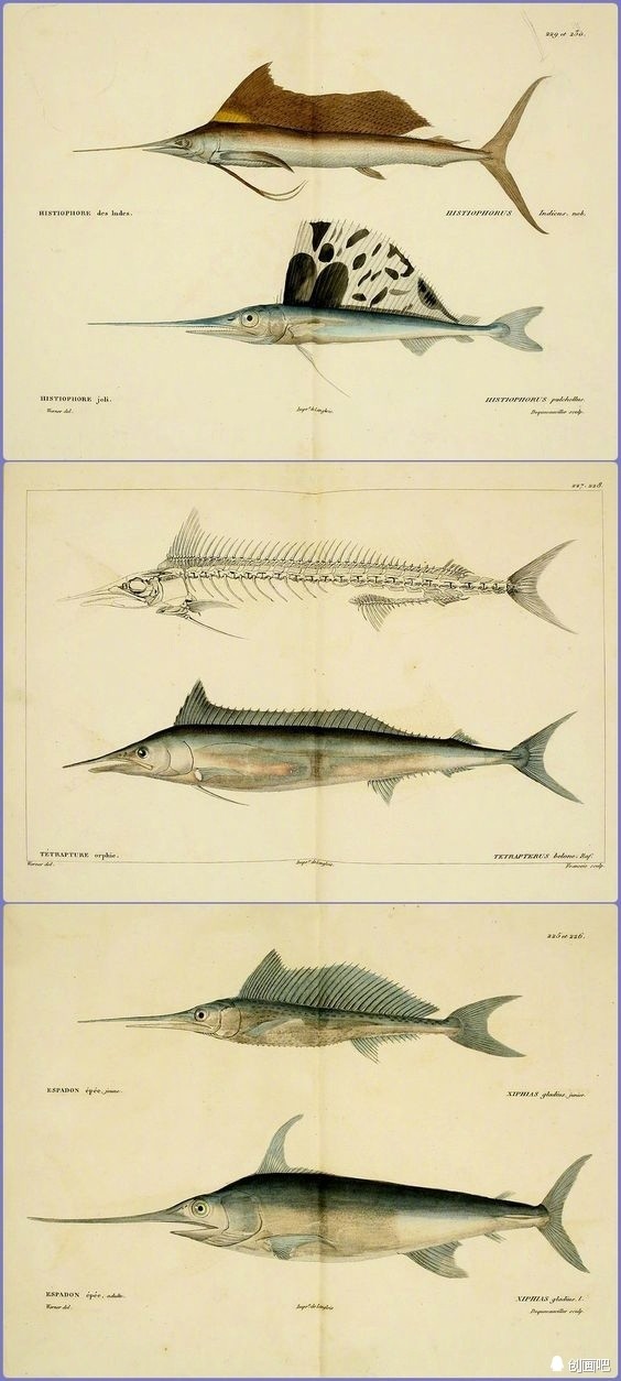 鱼· 图谱——世界珍藏版海洋生物图谱