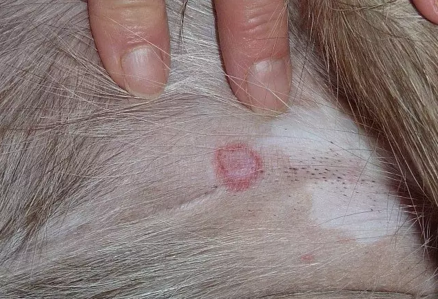 狗狗真菌性皮肤病的治疗和预防