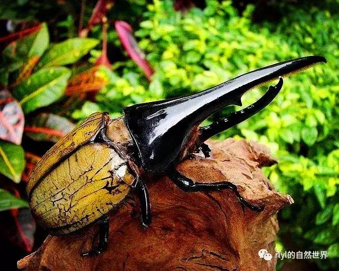 兜虫与锹甲是世界上最具吸引力的甲虫种群,它们特化出头部皮肤及上颚