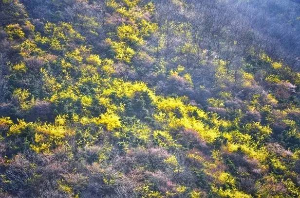 秋沟满山的桃花让人陶醉在其中,关山的连翘花争奇斗艳占满山头,齐王寨