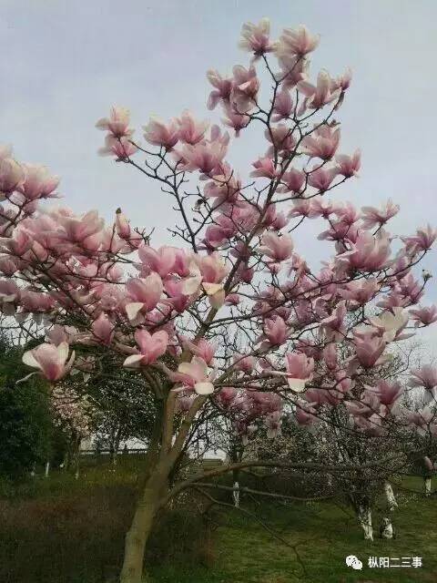 枞阳有多少人口_枞阳荷叶田田