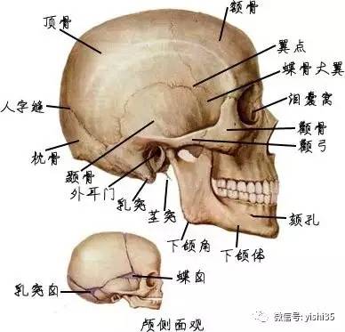 全身骨骼解剖图