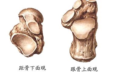 全身骨骼解剖图