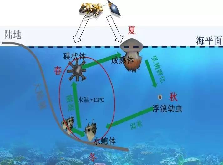 水中舞者竟是海洋杀手? ——浙海大学子卫星遥感技术"