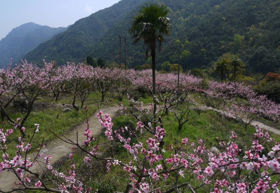 清明小长假就在大温州赏花吧,这6个地方美成这样你竟然不知道