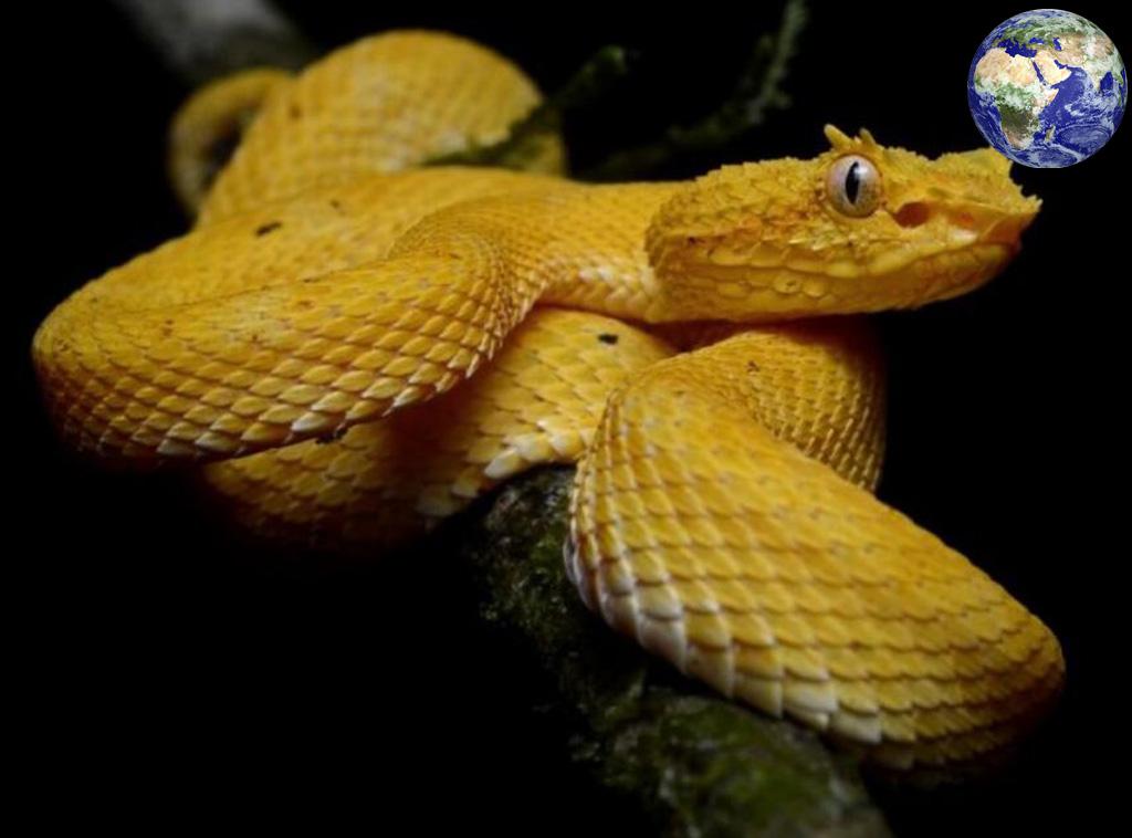 世上最古怪的蛇,眼睛上长着角剧毒无比常致人死亡