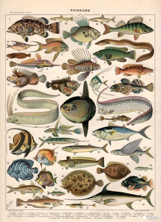 鱼图谱世界珍藏版海洋生物图谱