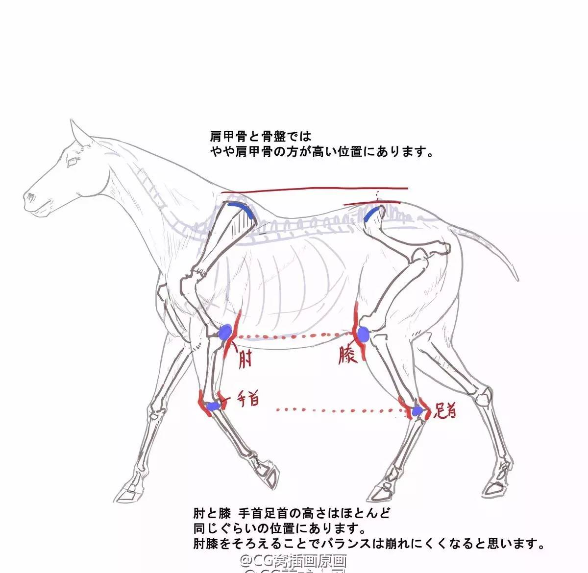 绘画参考 | 马的骨骼肌肉结构参考