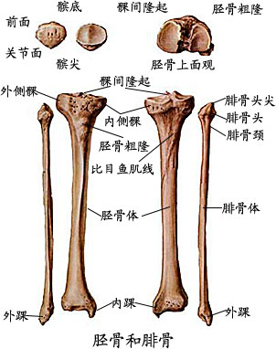 全身骨骼解剖图