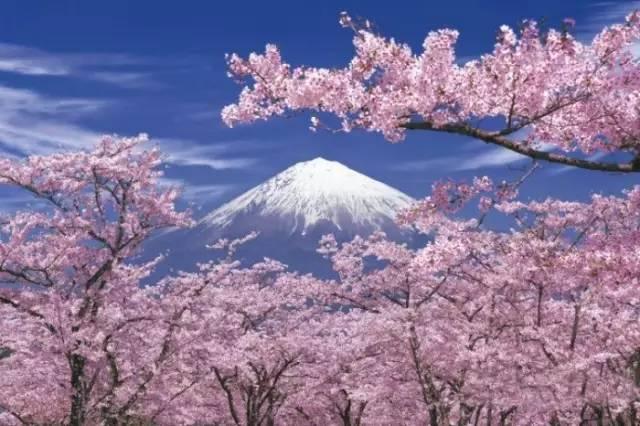 和ta去日本富士山下看如雪如梦的樱花.