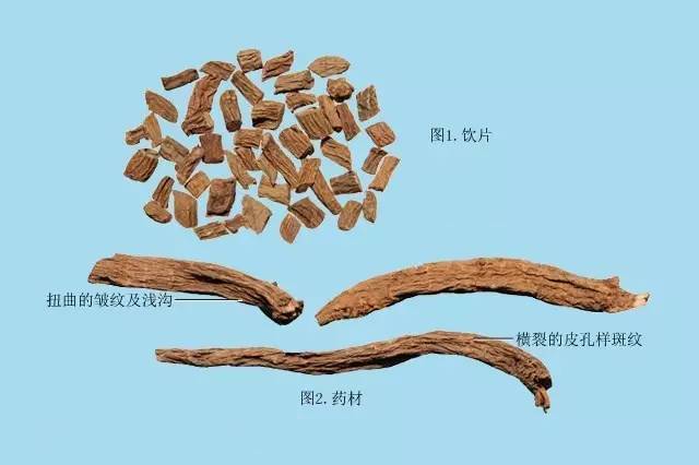 坚持每天最少记一味中药—续断 | 第152天