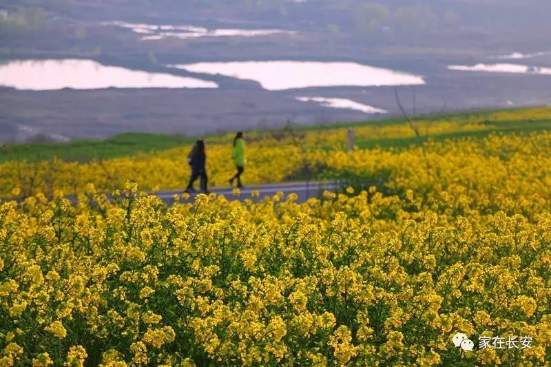 成距西安最近的油菜花海梯田,长安炮里乡村最美花海免费观光路!