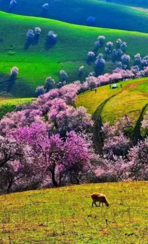 人间最美4月天 带你玩遍全国最美风景