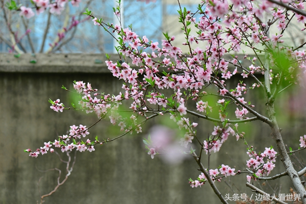 此时诗人仕女敞开情怀,互诉衷肠,桃花飘香…桃花春以卯木为真桃花