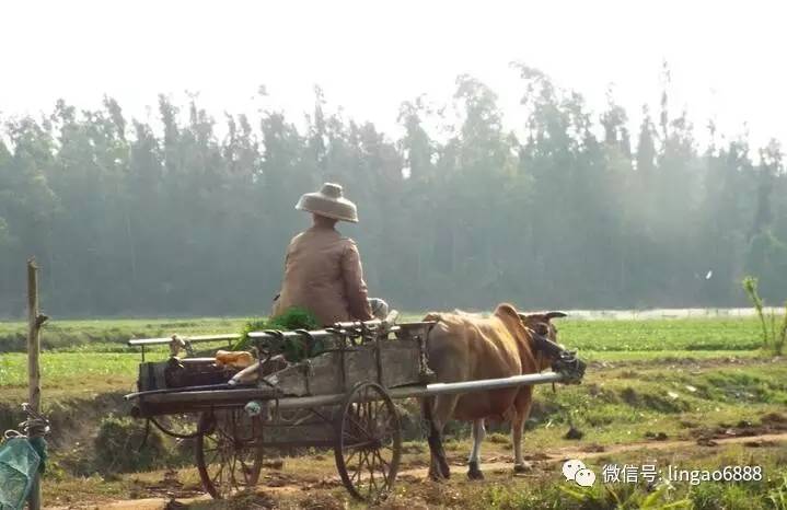 近日,在临高里见到一老乡,坐着牛车在田野里悠闲的