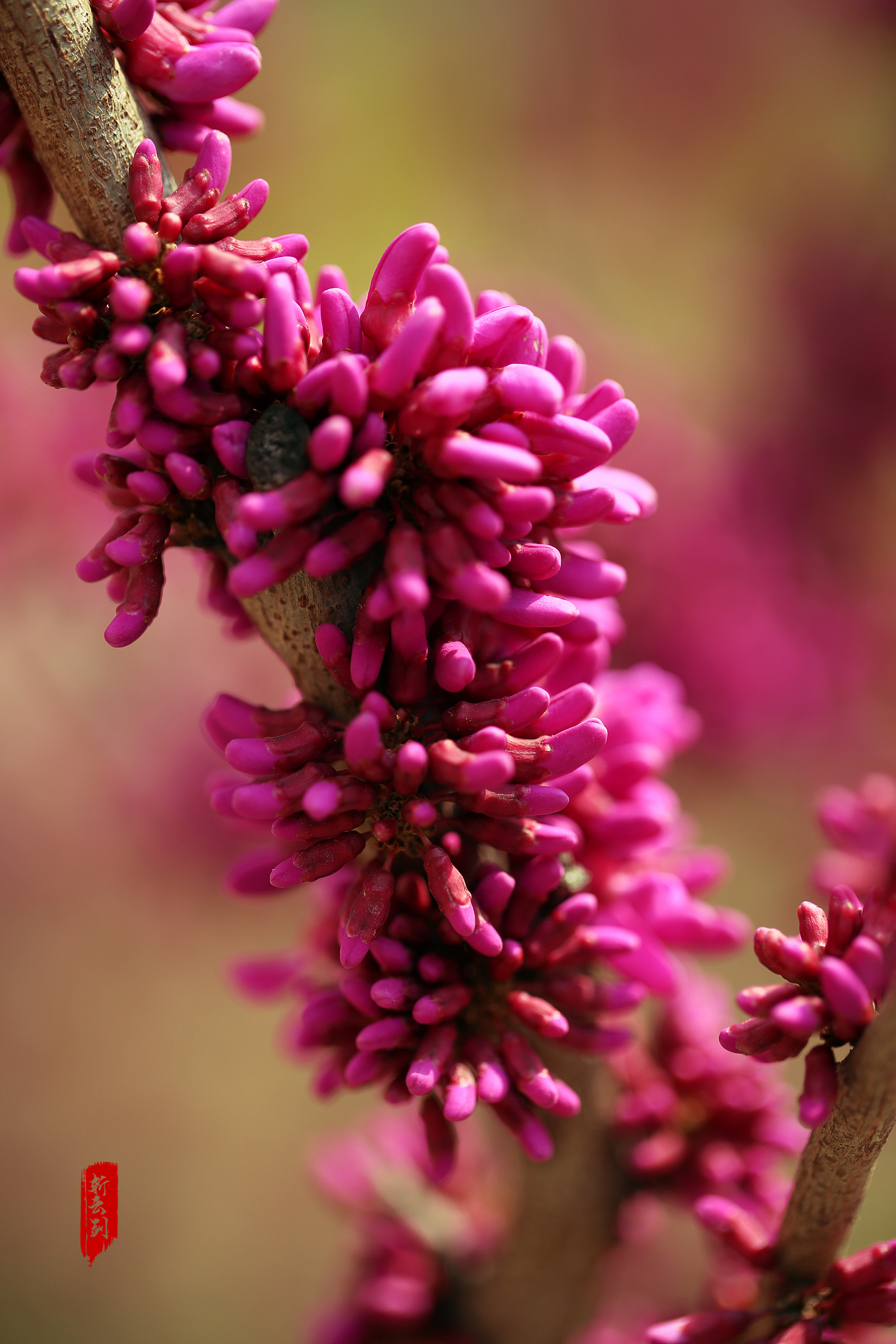 这种花也叫紫荆花