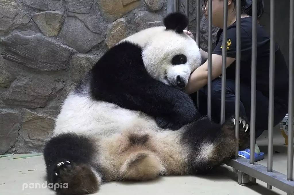 (以上部分图片来自新浪博客 熊猫仆人,panda02)这里还有更多的大熊猫