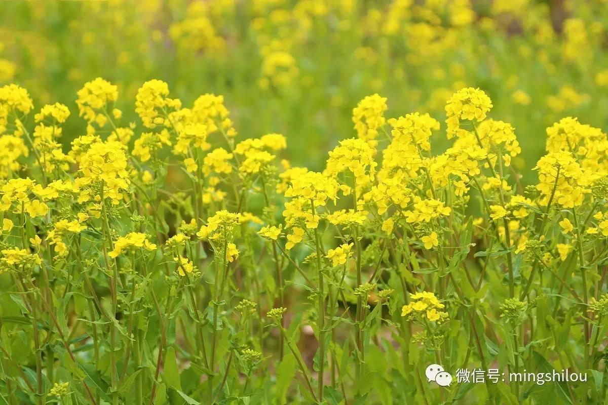 油菜花开只为了那一抹金黄