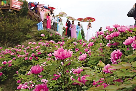 第十八届垫江牡丹文化节已经开幕,目前牡丹已经进入盛花期,花期将延长
