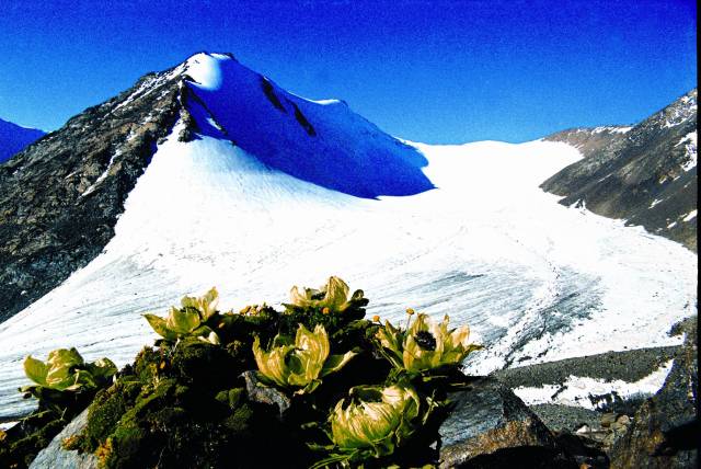 天山雪莲