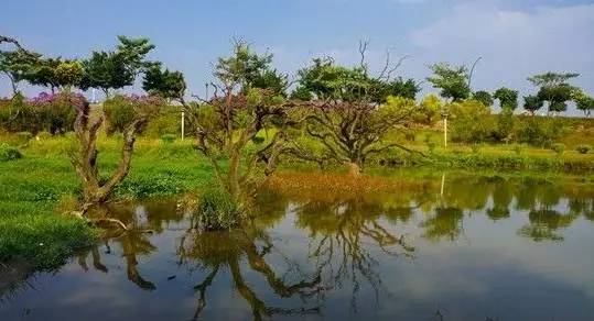 增城鹤之洲湿地公园