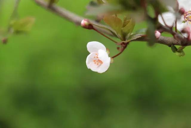 谁倚冷风裁嫩叶, 枝间悄然争问春. —3月23日花园看杏花