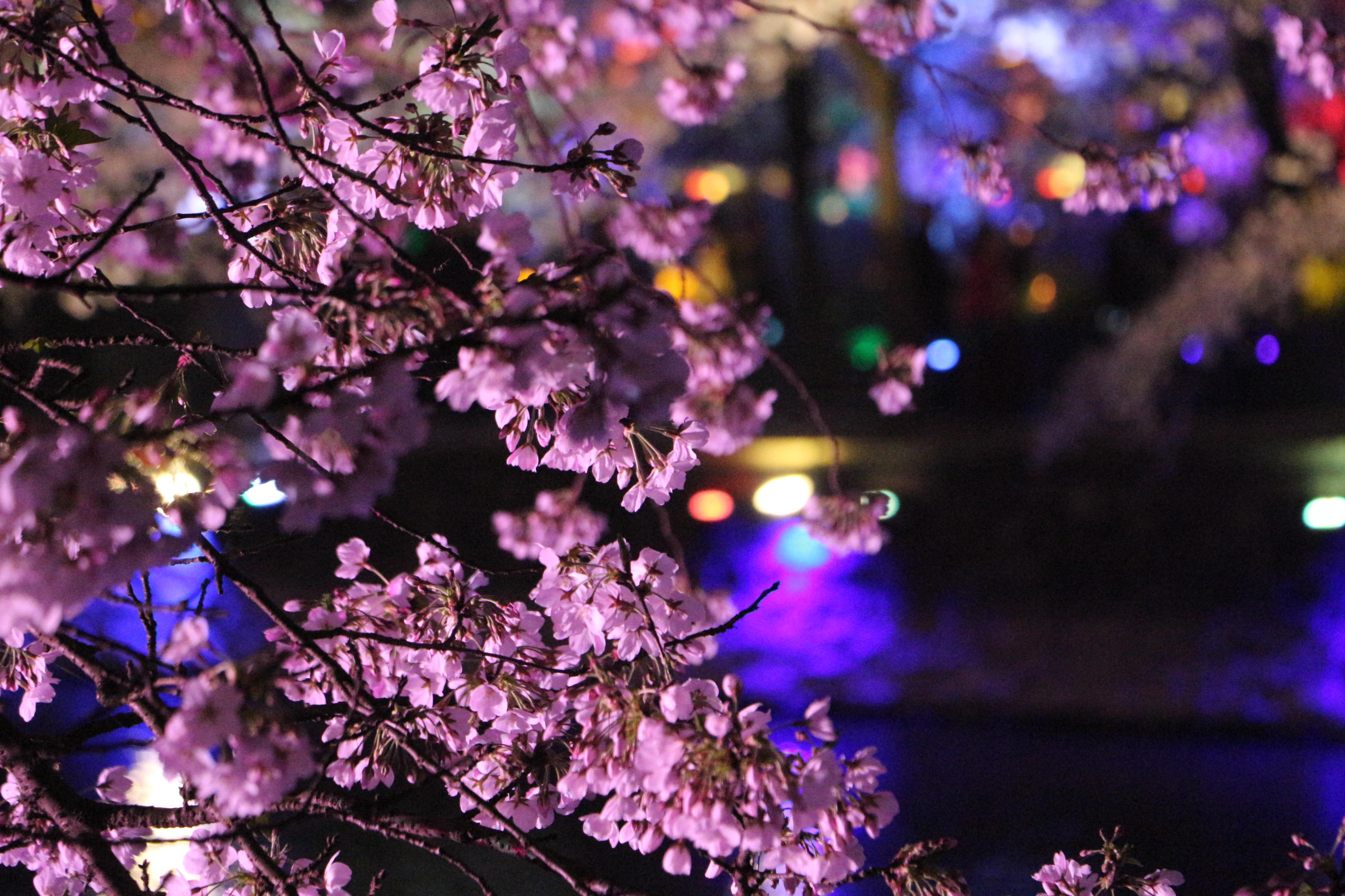 赏樱何必去日本太湖鼋头渚夜樱美如画