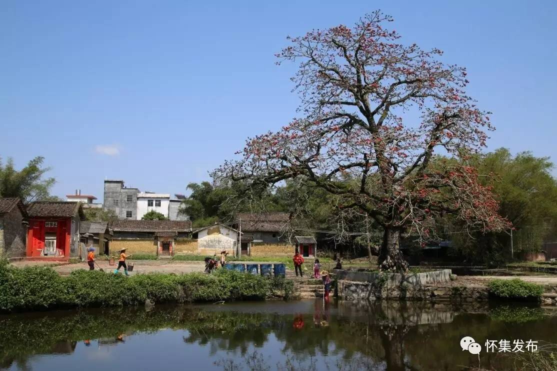 【镜头】怀集梁村:英雄花开木棉村