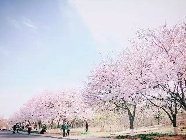 " 浓情蜜意的恋人站在樱花树下 脸上的笑容与花儿一样美丽! "