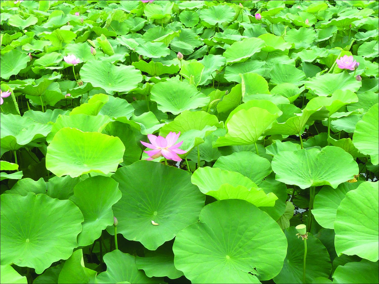 微风忽起吹莲叶,青玉盘中泻水银《夏雨后题》