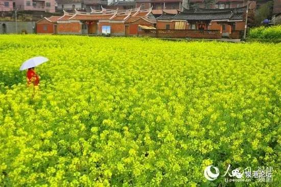 花期最长,花样最多的油菜花观光景区—南安市向阳乡百亩油菜花基地