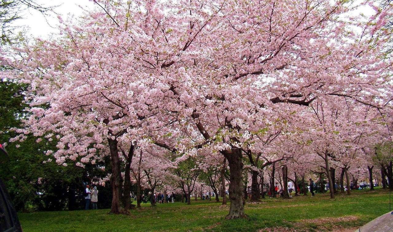 香格里拉旅游