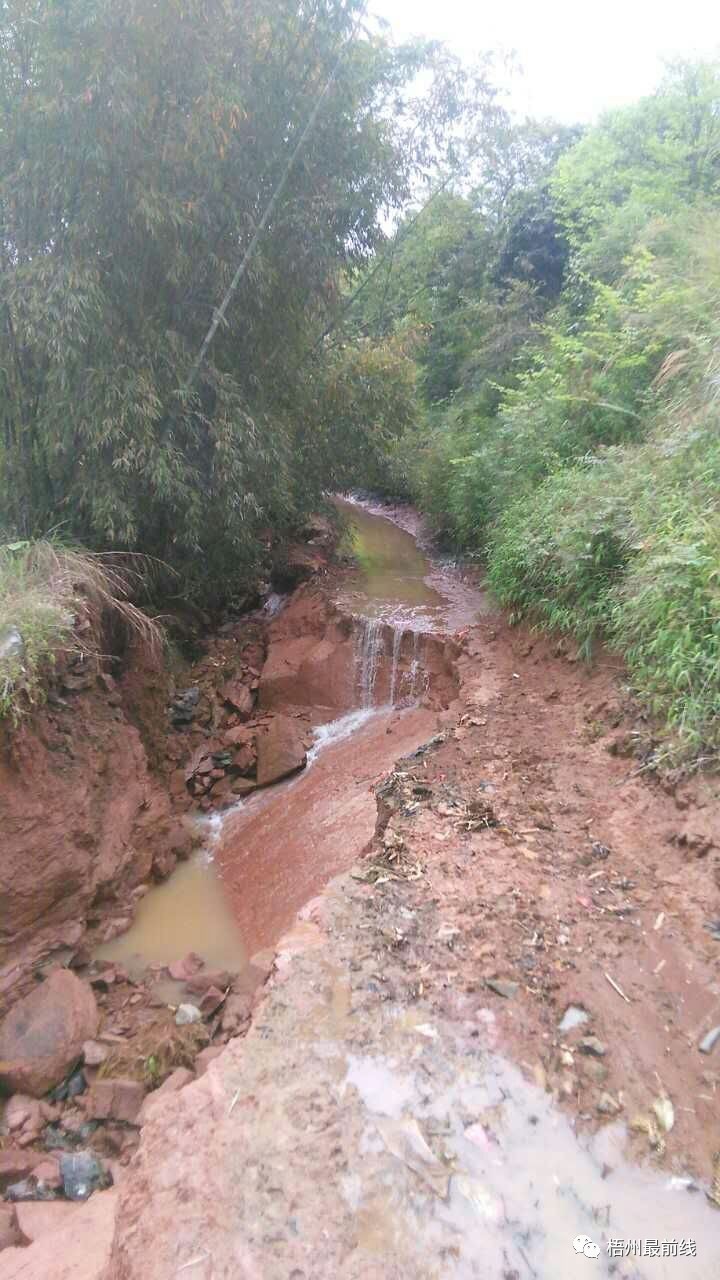 藤县埌南镇马地村藤新公路沿线的一户村民遭殃了,房子后面的一条大