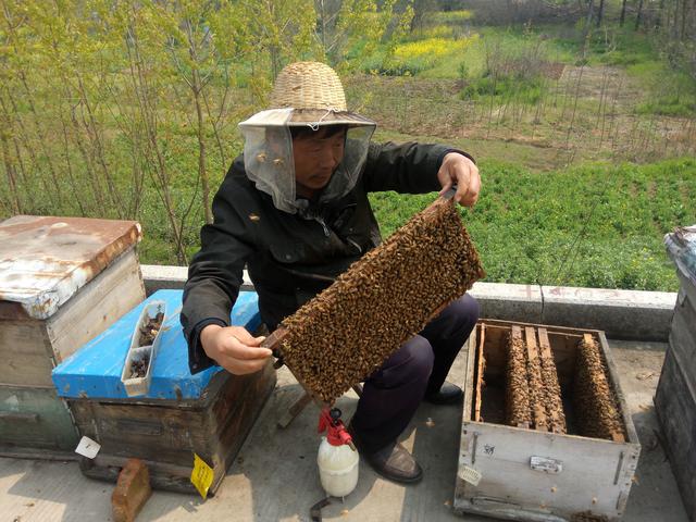 你只知道蜂蜜很甜,但你却不知道养蜂人背后的苦!