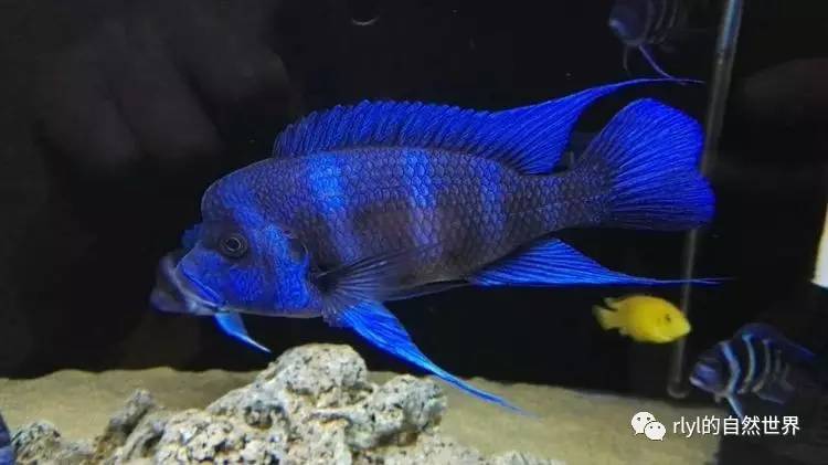 cyphotilapia frontosa "mpimbwe blue" 蓝黑色表现的曼波六间