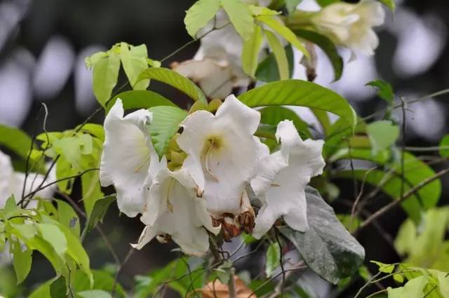 居然真有叫"清明花"的植物