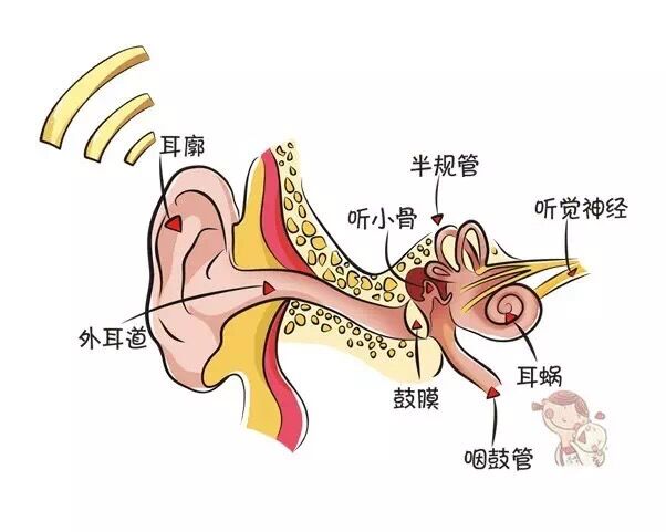 它的最佳刺激物是声波,声波引起外耳鼓膜震动,震动刺激传至内耳的赣