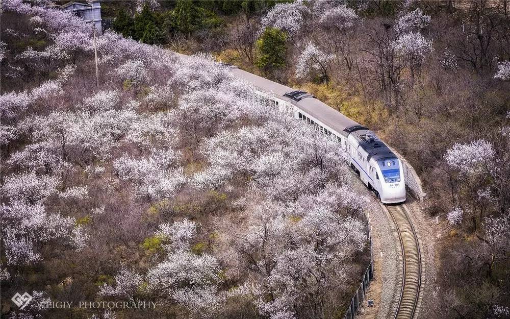 【图说】居庸关"花海列车"将建正规摄影廊道