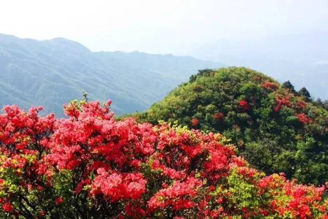 通城高山杜鹃花  春天里,通城黄龙山山岭岭开满杜鹃,杜鹃儿在山上疯