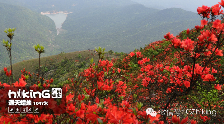 【还有少量位置】4.3,满山遍野杜鹃花-通天蜡烛