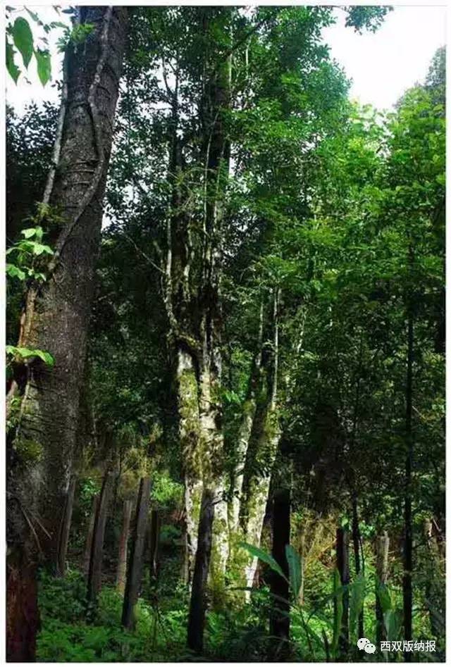 巴达大黑山野生型茶树王 佐连江 摄