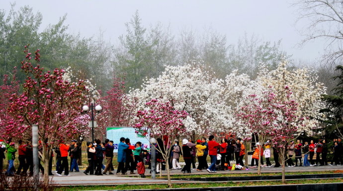 地址:北京市朝阳区健安东路 北京国际雕塑公园 玉兰花节