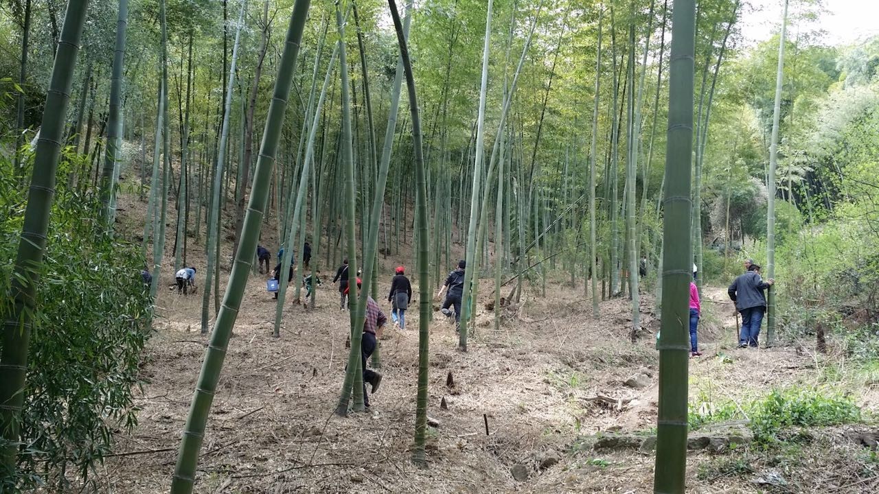 小竹林里都是诸暨人的身影他们都在