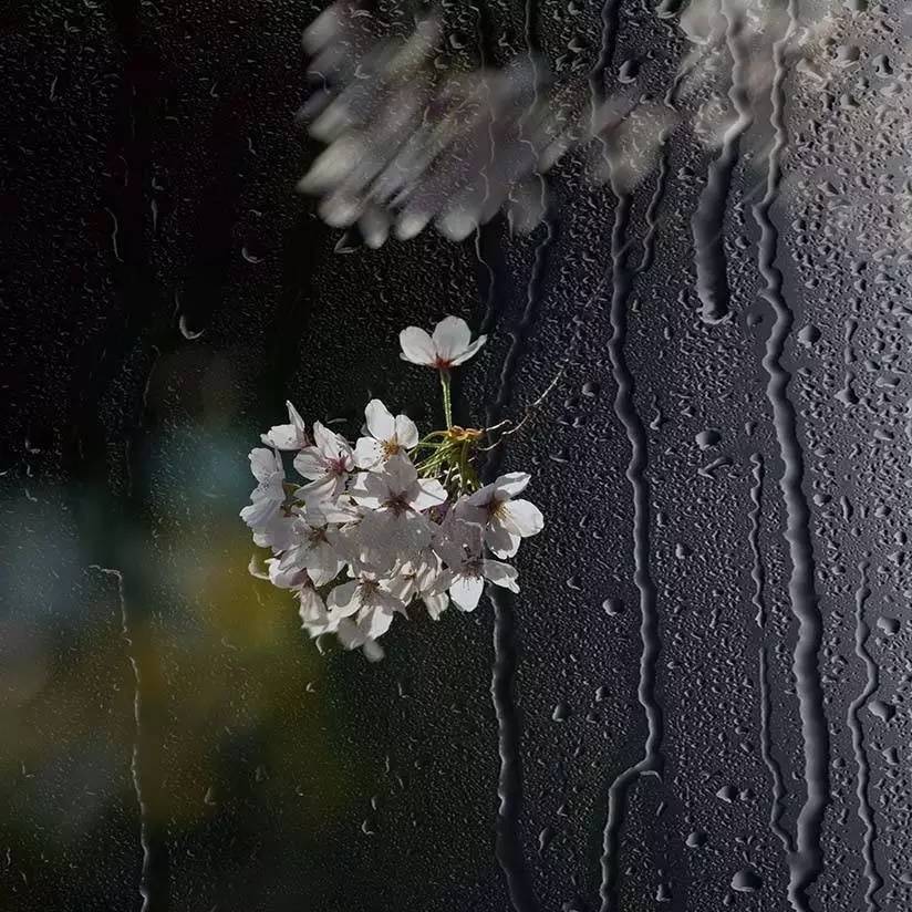 欲黄昏,雨打梨花深闭门. 萋 注释: ①忆王孙:此调始于李重元此作.