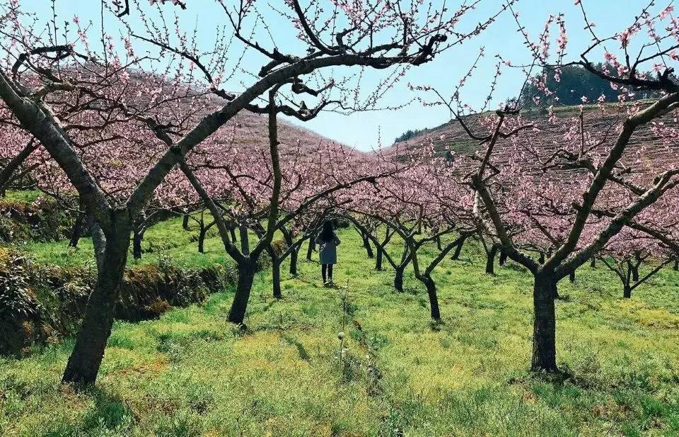 万亩桃花迎万千游客 岑巩桃花文化旅游节开幕!