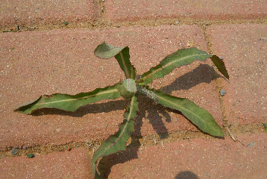 东北野菜