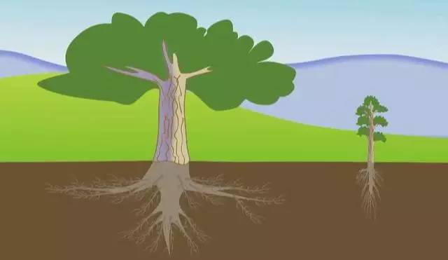 矮化以后的苹果树根系没有那么发达,这对于生长在干旱地区的它来说