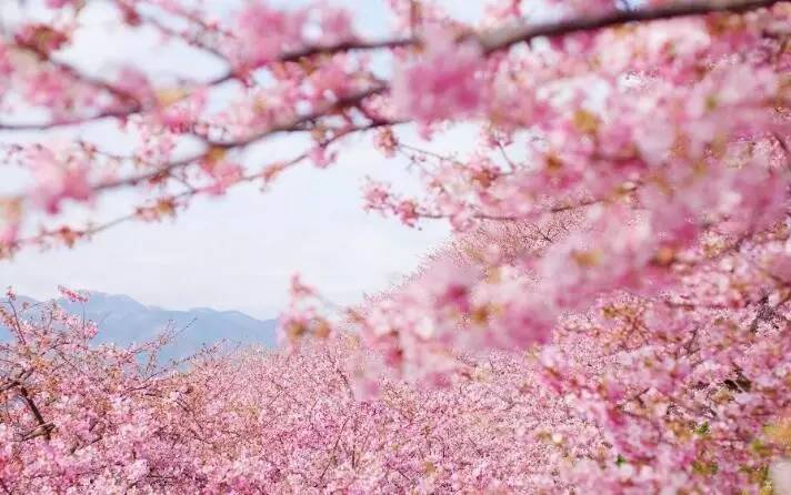 河心公园:日本樱花,桃花